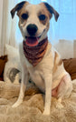 Pumpkin Bows & Polka Dots Bandana