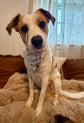 Pumpkin Bows & Polka Dots Bandana